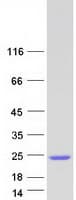 Human DPY30 Protein (Recombinant Myc-DDK (Flag))