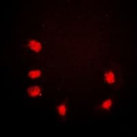 IHC-plus™ POLR2A / RNA polymerase II Antibody (C-Terminus)