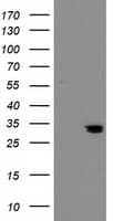 Monoclonal Mouse anti-Human NUBPL Antibody (clone OTI5F8, Carrier-free, aa1-250, WB)