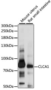 Polyclonal Rabbit anti-Human GOB5 / CLCA1 Antibody (WB)