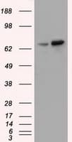 SNX9 / WISP Antibody (clone OTI2A6)
