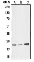 MED18 Antibody (Internal)