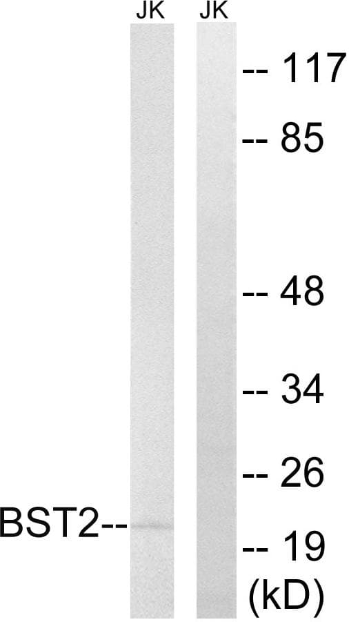 BST2 Antibody