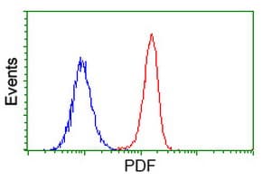 PDF / PLAB Antibody (clone OTI3F3)