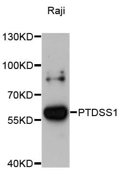 PTDSS1 Antibody