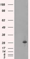 Monoclonal Mouse anti-Human RPA2 / RFA2 / RPA34 Antibody (clone OTI7F4, IHC, WB)