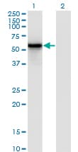 Monoclonal Mouse anti-Human IRF3 Antibody (clone 3C8, IF, WB)