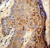 FAM96B Antibody (aa16-45)