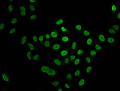 Polyclonal Rabbit anti-Human HIST1H4I Antibody (IHC, IF)
