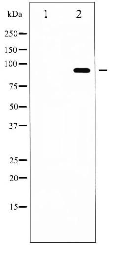 FOXO3 / FOXO3A Antibody (phospho-Ser253)