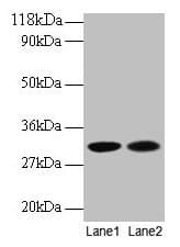 IHC-plus™ MRPL9 Antibody