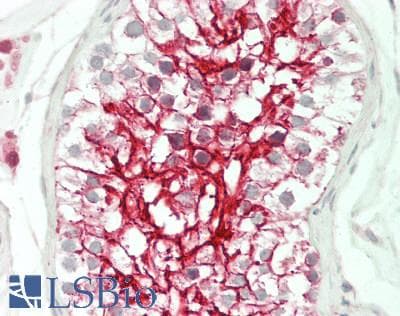 IHC-plus™ Polyclonal Rabbit anti-Human OR4S1 Antibody (aa282-309, IHC, WB)