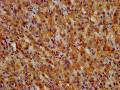 GRPR Antibody