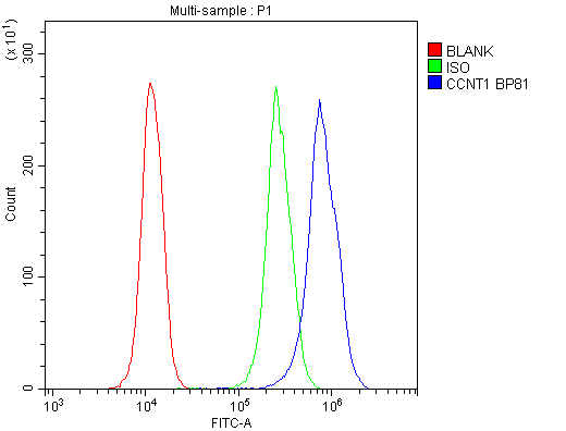CCNT1 / Cyclin T1 Antibody