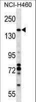VCPIP1 Antibody (aa124-151)