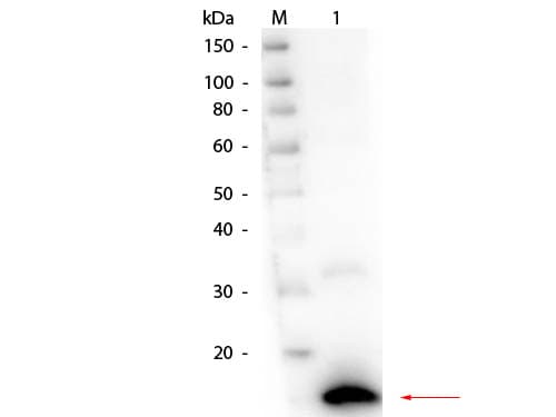 Ribonuclease A / RNASE1 Antibody (Liquid)