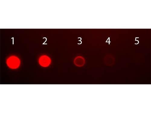 Rabbit Anti-Human IgA Secondary Antibody (FITC)