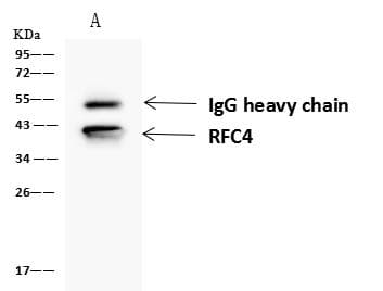 Polyclonal Rabbit anti-Human RFC4 Antibody (IHC, IF, WB)
