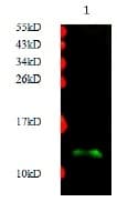 HSPE1 / HSP10 / Chaperonin 10 Antibody (Preservative Free)