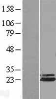 ANAPC10 / APC10 Protein (Over-Expression Lysate Myc-DDK (Flag))