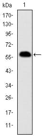 IHC-plus™ PHB / Prohibitin Antibody (clone 5H7)