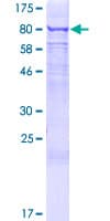 Human LRRN3 Protein (Recombinant GST)