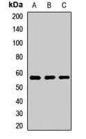 FSAP57 / SMU1 Antibody