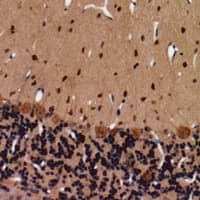 GNAZ Antibody