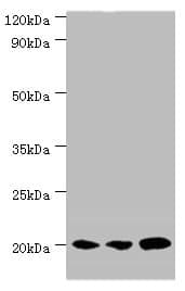 COXIV / COX4 Antibody (aa23-169)