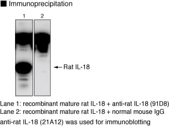 IL18 Antibody (clone 91D8)
