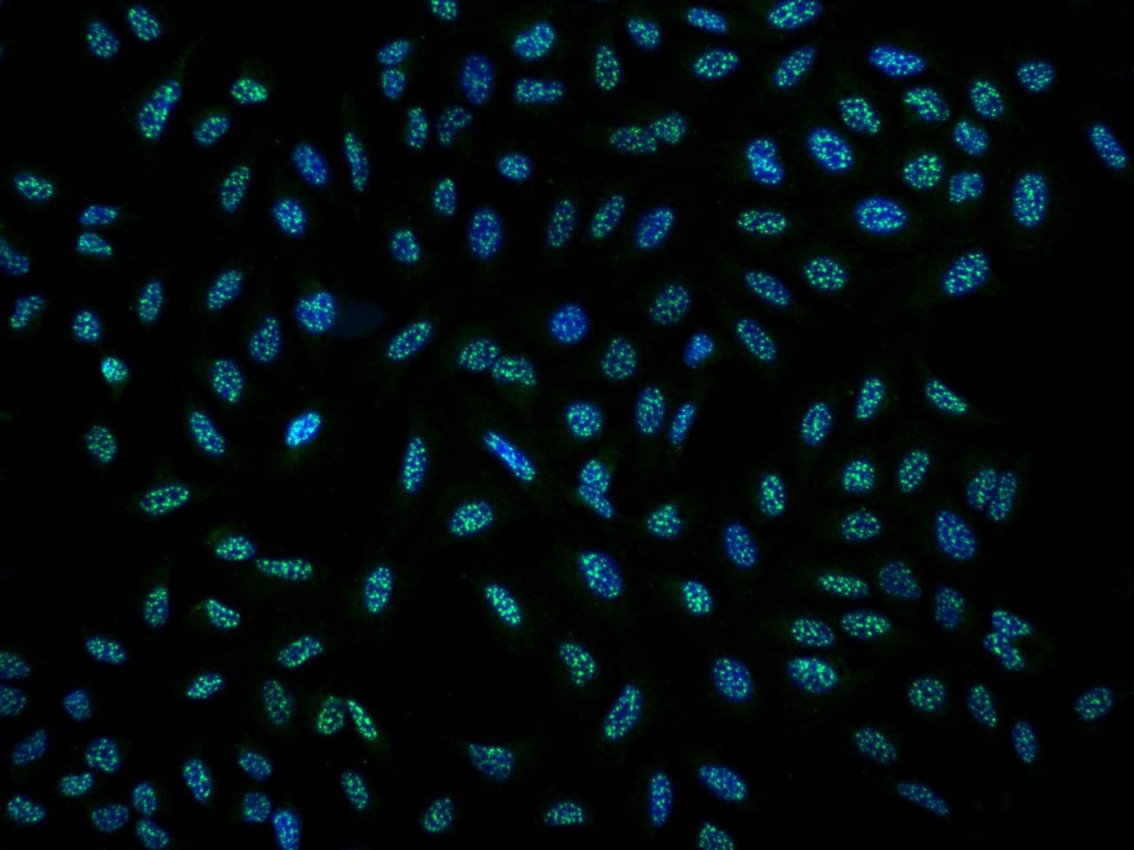 Polyclonal Rabbit anti-Human DRP2 Antibody (IF)