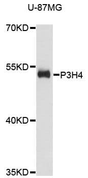 P3H4 / LEPREL4 Antibody