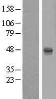 AMDHD2 Protein (Over-Expression Lysate Myc-DDK (Flag))
