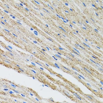 MYOT / Myotilin Antibody