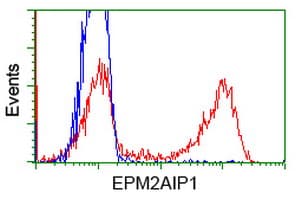EPM2AIP1 Antibody (clone OTI2A5)