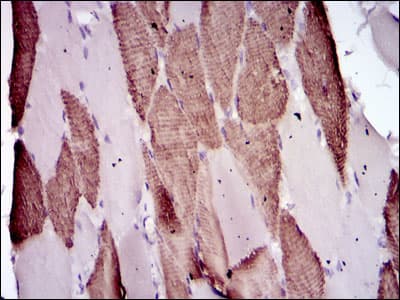 BPIFB1 Antibody (aa248-475, clone 4H2)