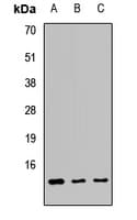 ATPIF1 / ATPI Antibody