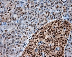 FAHD2A Antibody (clone OTI9B5, Carrier-free)