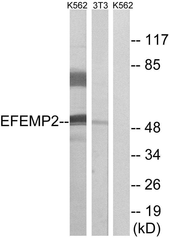 FBLN4 / EFEMP2 Antibody