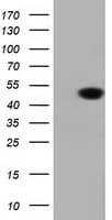DNAJA2 Antibody (clone OTI1C4)
