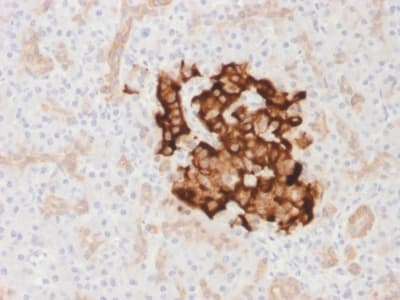 Insulin Antibody (clone IRDN/1980R, Azide-free, Carrier-free)