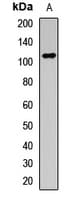 GLDC Antibody