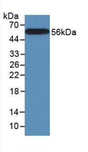CANX / Calnexin Antibody (Biotin)