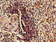Polyclonal Rabbit anti-Human RPS15 / Ribosomal Protein S15 Antibody (IHC, IF, WB)
