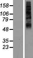 RHCG Protein (Over-Expression Lysate Myc-DDK (Flag))