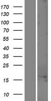 C1orf100 Protein (Over-Expression Lysate Myc-DDK (Flag))