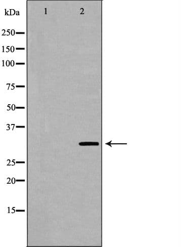 MPG Antibody