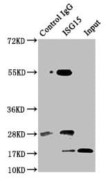 IHC-plus™ ISG15 Antibody