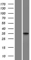 POU1F1 / PIT1 Protein (Over-Expression Lysate Myc-DDK (Flag))