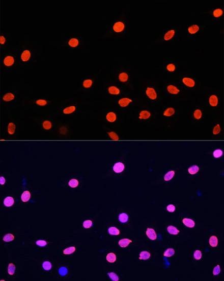 Histone H4 Antibody